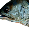 siscowet