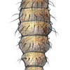 soldierfly larva