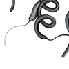 spirilla bacteria