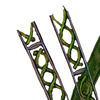 spirogyra