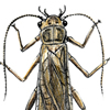stonefly