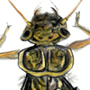 stonefly larva