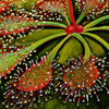 sundew