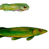 swim up fry and fingerling
