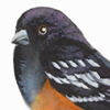 towhee