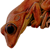 treefrog