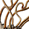 tubifex worms