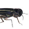 two-lined chestnut borer