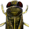 water boatman