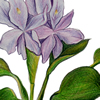 water hyacinth