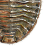 water penny