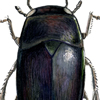 water scavenger beetle
