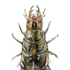 water scavenger beetle larva