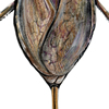 water scorpion nepa