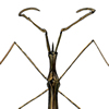 water scorpion ranatra