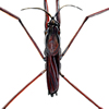 water strider