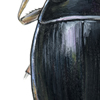 whirligig beetle