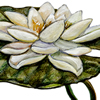 white water lily