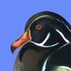 Wood Duck Pastel