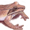 wood frog, colored pencil and pastel