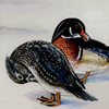 wood ducks
