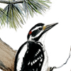 woodpecker