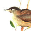 marsh wren, watercolor