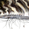 zebra mussel