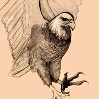 bald eagle flying, charcoal and pencil
