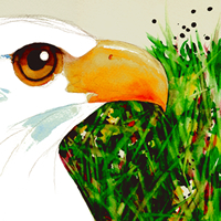 bald eagle, watercolor