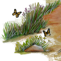 monarchs at the beach