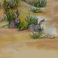 Rabbits