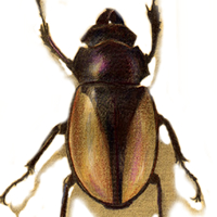 bison stag beetle