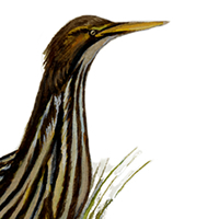 bittern