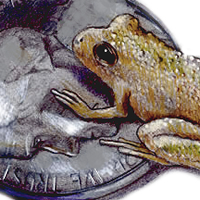 Blanchard's Cricket Frog