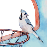 blue jay