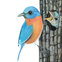 Bluebird