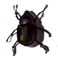 bug