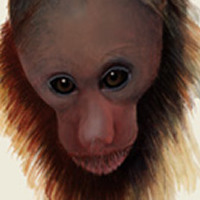 cacajao, monkey
