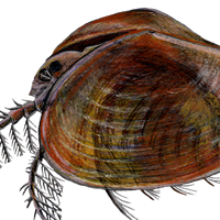 Clam Shrimp