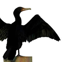 double crested cormorant