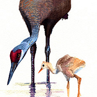cranes, watercolor