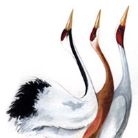 cranes, colored pencil and watercolor