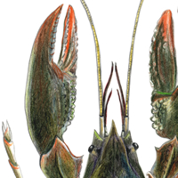 crayfish