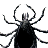 male deer tick
