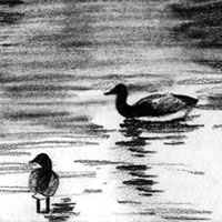 ducks in lake