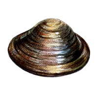 Fingernail Clam