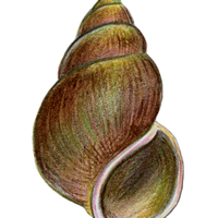 Gilled Snail Shell