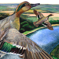 green wing teal