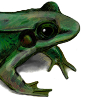 green frog